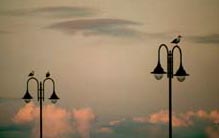 Gulls on Lamps